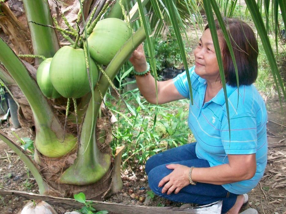 Dwarf Coconut for Sale, Furniture & Home Living, Home Improvement