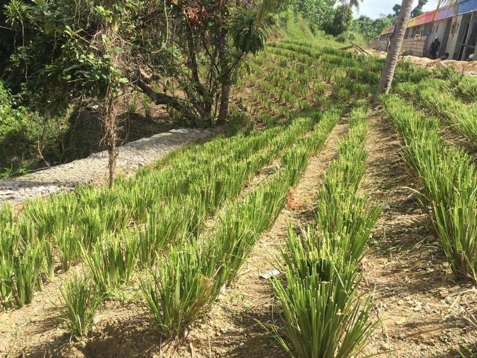 Vetiver Grass, Furniture & Home Living, Cleaning & Homecare Supplies ...