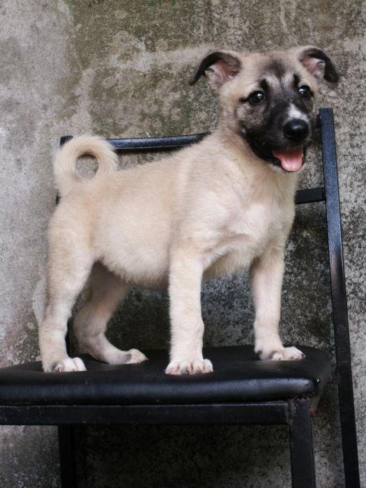 siberian husky x belgian malinois