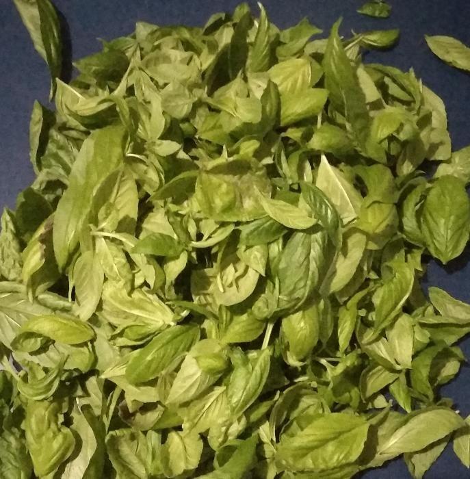 Sweet Basil Plant and Dried and Fresh Leaves of Basil. 100 Organic