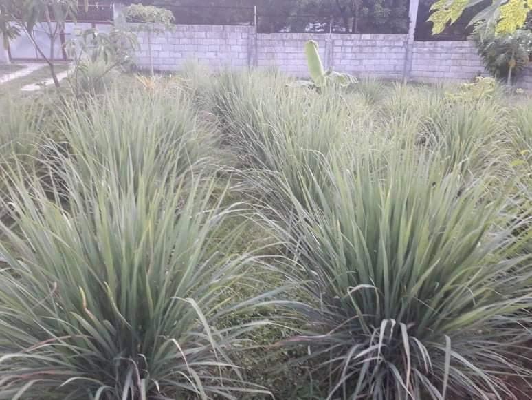 Organic Lemongrass Tanglad Plant Furniture And Home Living Gardening