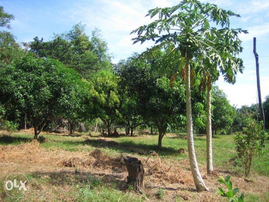 Rice and Mango Farm Lot 2 Adjacent Lots in Mangatarem Pangasinan ...