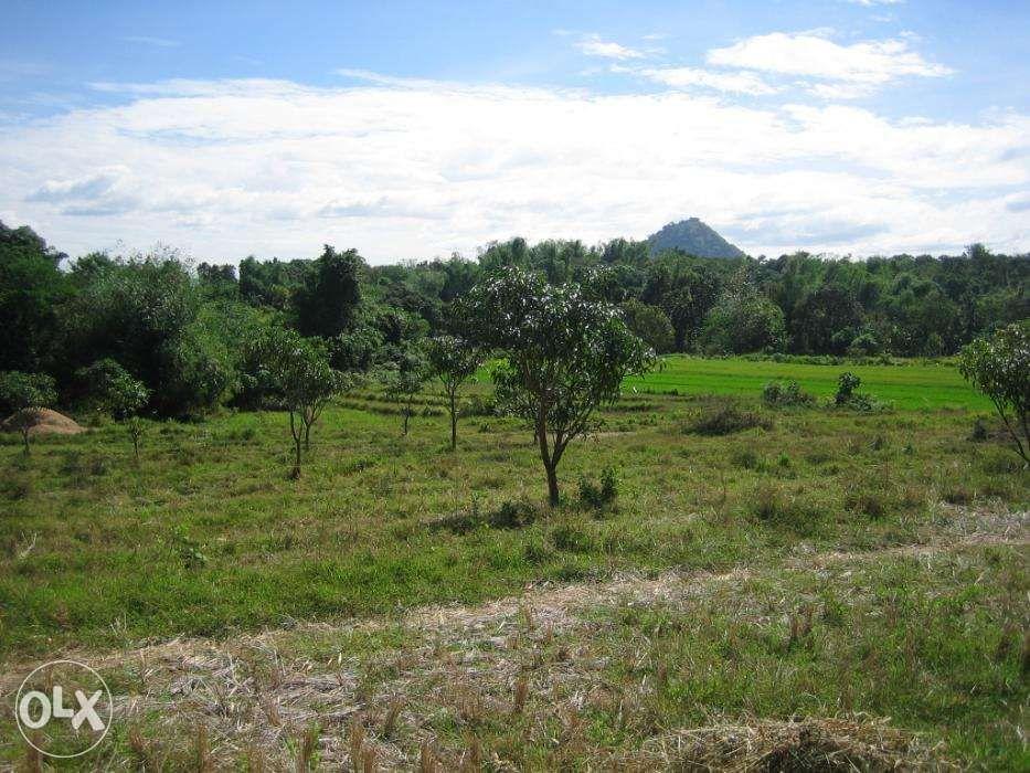 Rice and Mango Farm Lot 2 Adjacent Lots in Mangatarem Pangasinan, Property, For Sale, Lot on