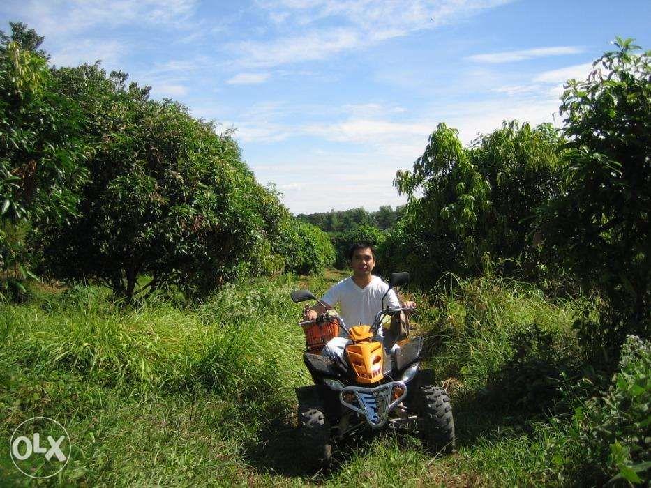 Rice and Mango Farm Lot 2 Adjacent Lots in Mangatarem Pangasinan, Property, For Sale, Lot on
