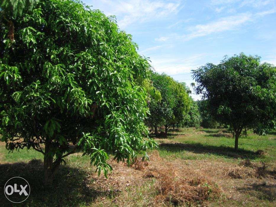 Rice and Mango Farm Lot 2 Adjacent Lots in Mangatarem Pangasinan