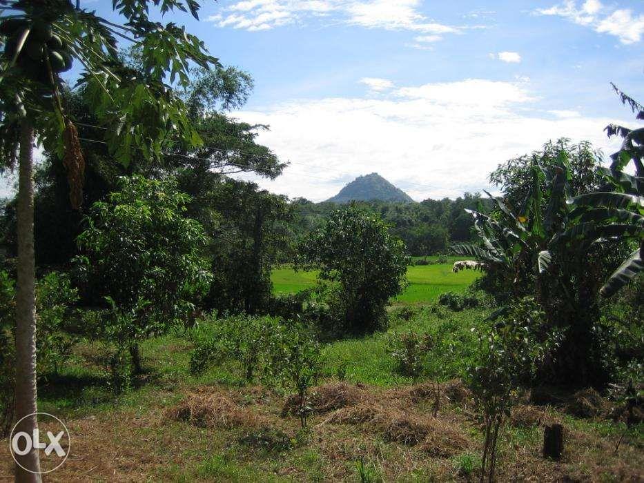 Rice and Mango Farm Lot 2 Adjacent Lots in Mangatarem Pangasinan, Property, For Sale, Lot on