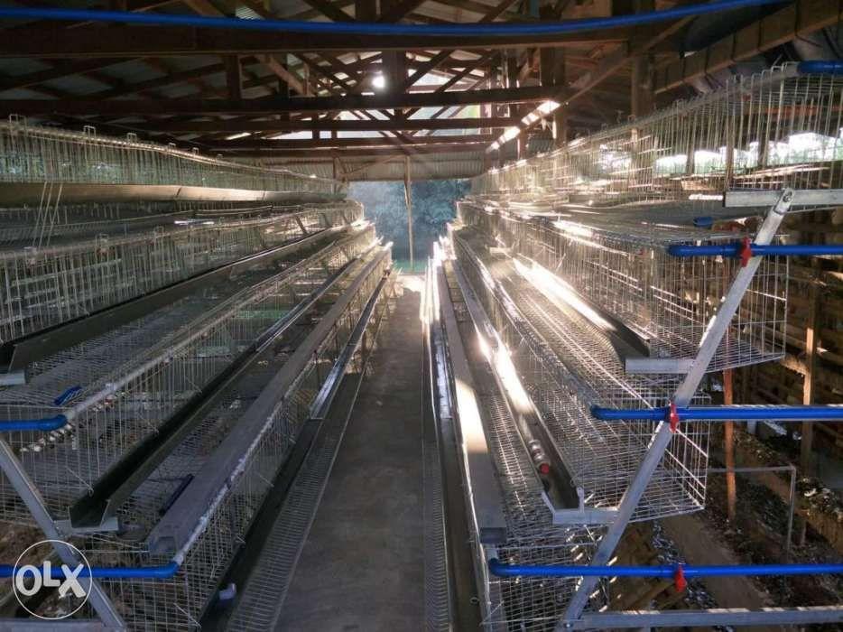 Ready to lay Chicken Cages RTL (Category: Construction Tools & Equipment) located in Santo Tomas. Submitted by jgod.agri (Listing ID 239191147, Image 2). Description: Cages lang po, walang kasamang RTL Price : 18k per set From backyard to commercial farm pwedeng pwede po ito Can hold up to 128chickens per cage kami po mismo supplier very durable 100% Galvanize Comes with Nipple drinker , Feeder trough , Connectors, Water pipe and fitting tools Bi