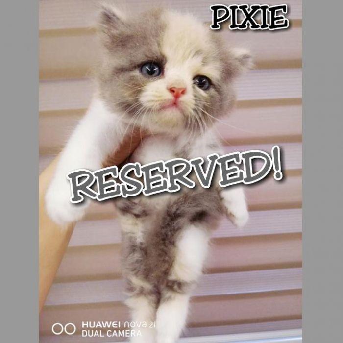 Pure Persian Kittens Big boned, Pet Supplies, Homes & Other Pet