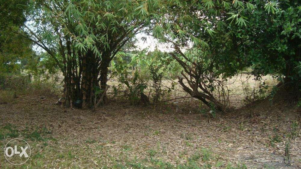 Mango farm for sale, Property, Rentals, Commercial on Carousell
