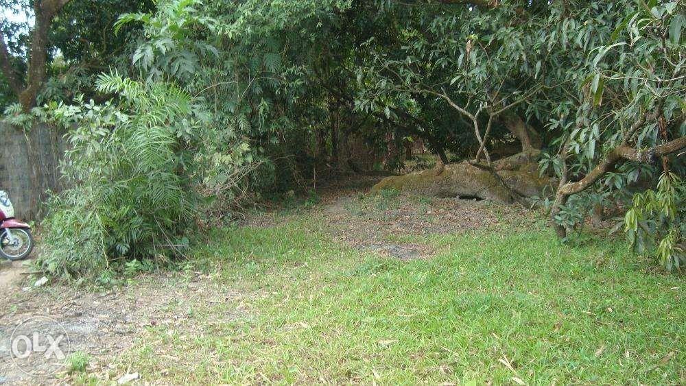 Mango farm for sale, Property, Rentals, Commercial on Carousell