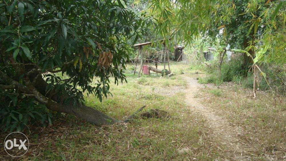 Mango farm for sale, Property, Rentals, Commercial on Carousell