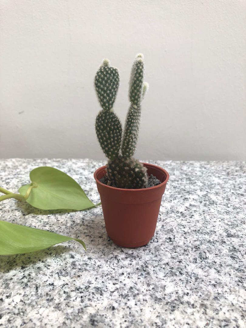 Bunny Ear Cactus Opuntia Gardening Plants On Carousell Glochids are not exactly spines but they will still sting, so take care. carousell