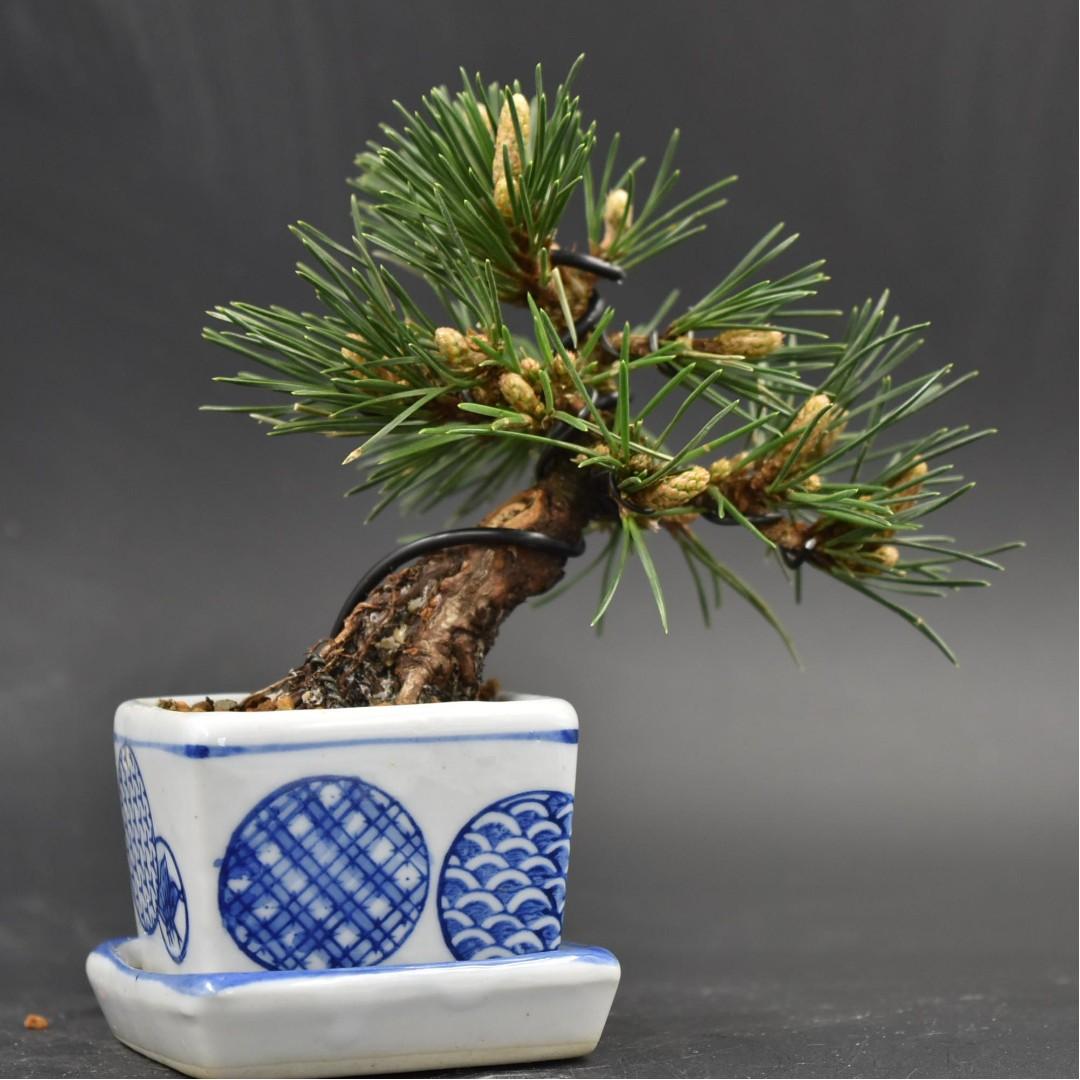 Japan Bonsai Black Pine Senjumaru Height 10cm Width 12cm