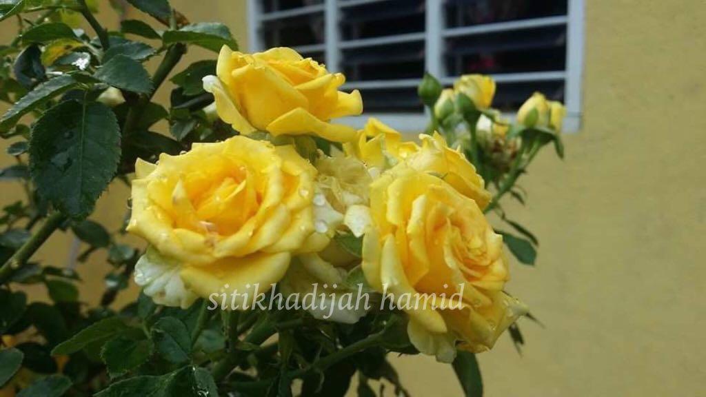 Pokok Rose Kuning Fair Home Furniture Gardening On Carousell