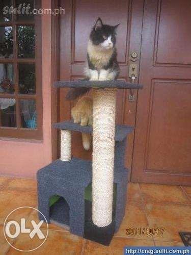 cat accessories olx