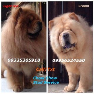 Quality Chow Chows for Stud Service Light red chow and Cream Chow Chow