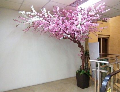 Cherry Blossoms Sakura Trees