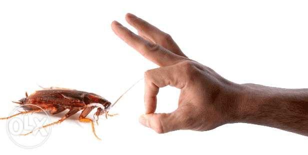Cockroach Control Pest Control Service Cockroach Killer Ipis Control