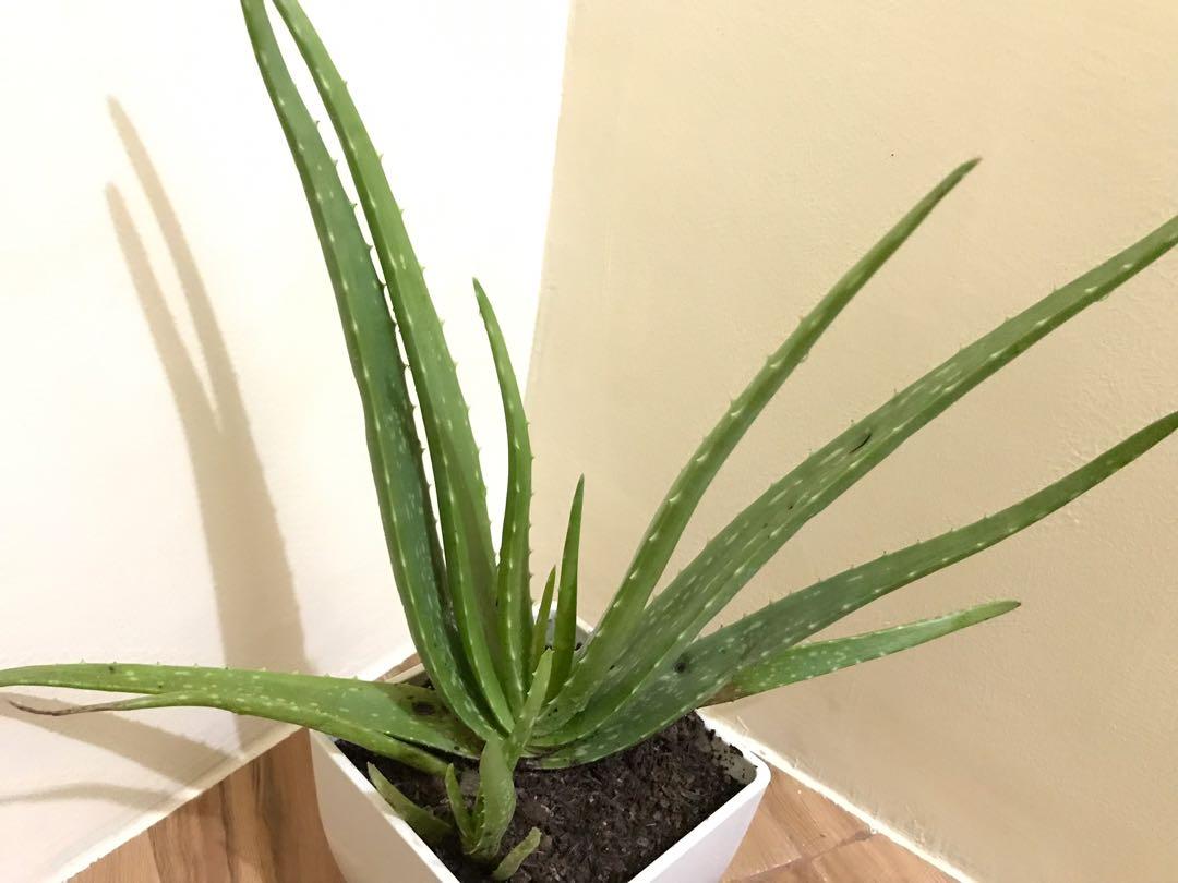 Aloe Vera Plant On Carousell