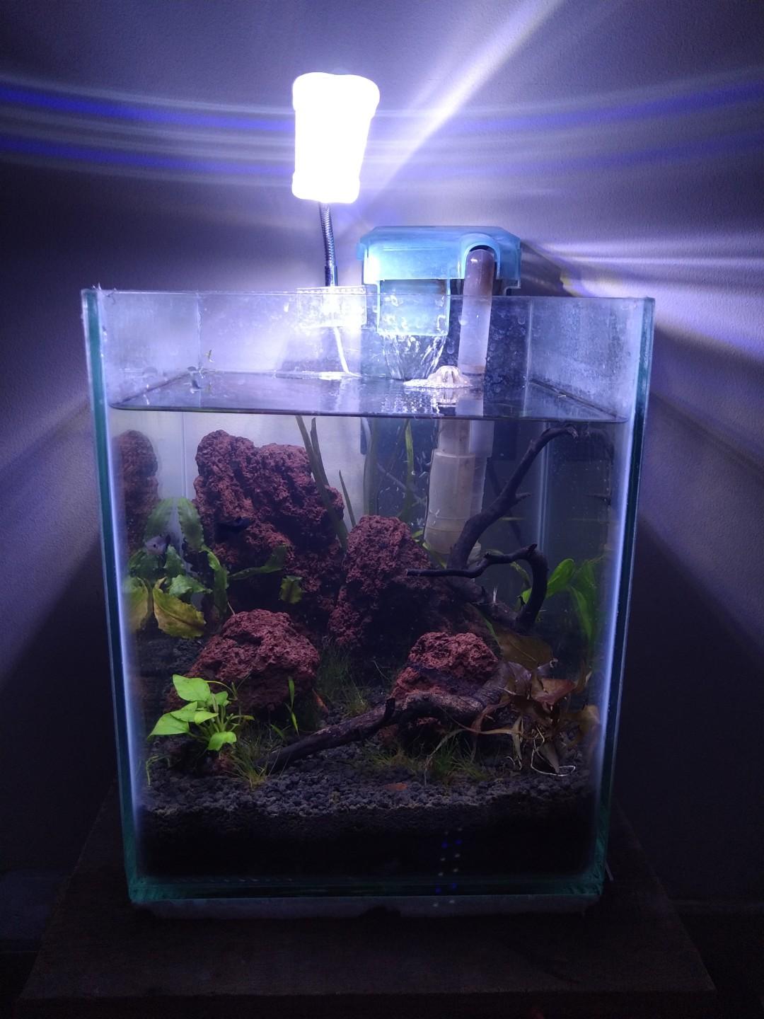 Aquarium Aquascape Perlengkapan Hewan Aksesoris Hewan Di Carousell