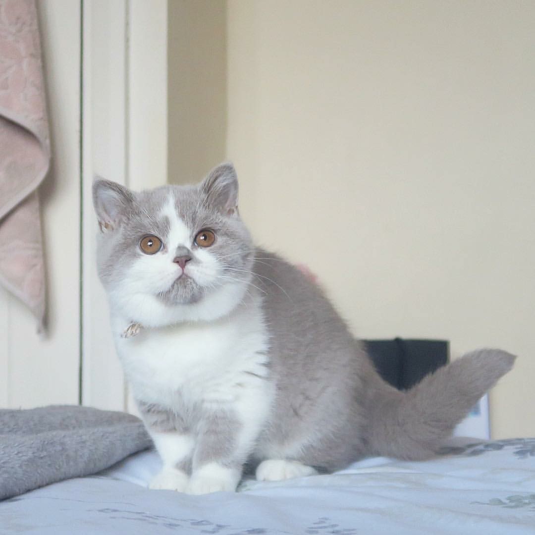 Kucing British Shorthair Jantan Komunitas Di Carousell
