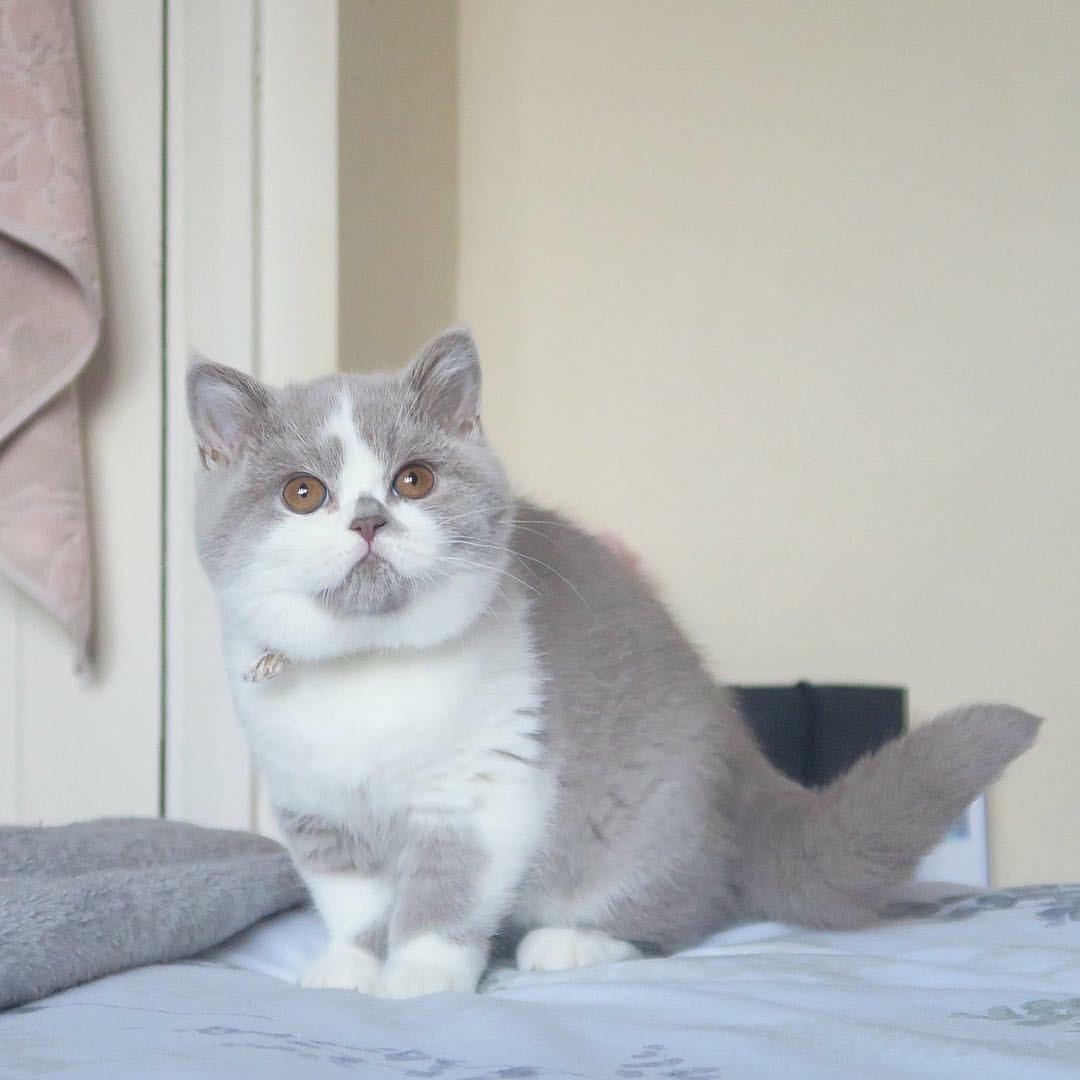 Kucing British Shorthair Jantan Komunitas Di Carousell