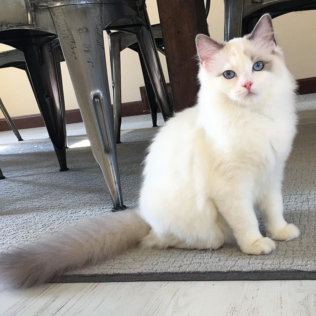 Kucing Ragdoll Jantan Komunitas Di Carousell