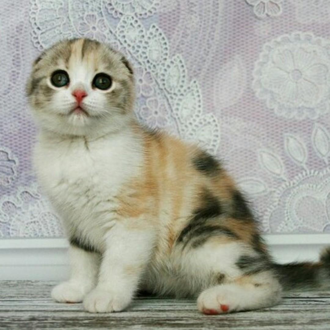 Kucing Scottish Fold Jantan Komunitas Di Carousell