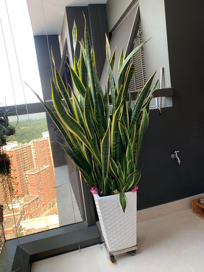 Live Indoor Snake Plant Sansevieria With Pot For Sale Furniture Home Living Gardening Plants Seeds On Carousell