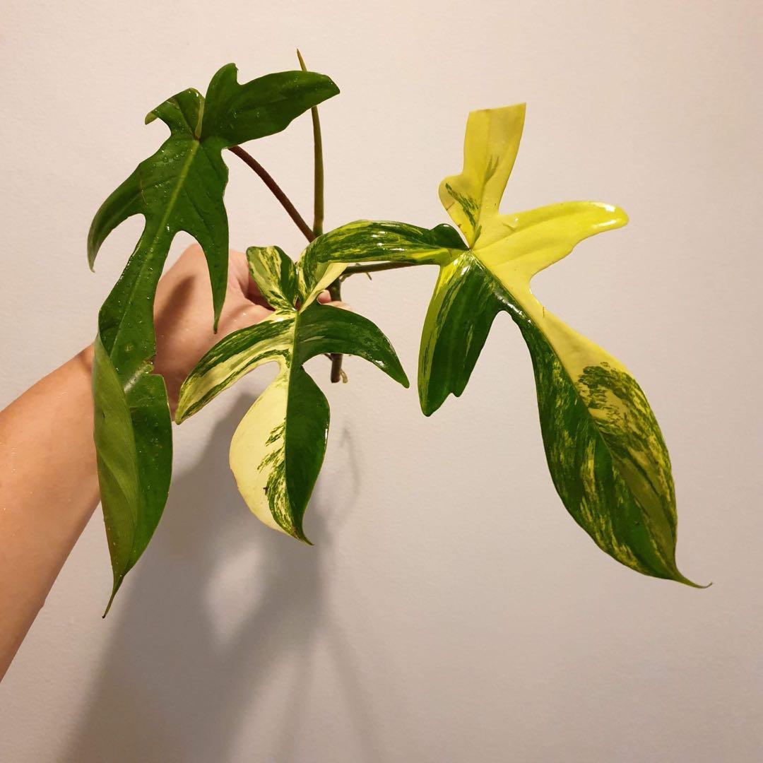 Philodendron Variegated Florida Beauty Gardening Plants On Carousell