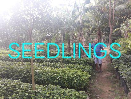 Forest trees seedling
