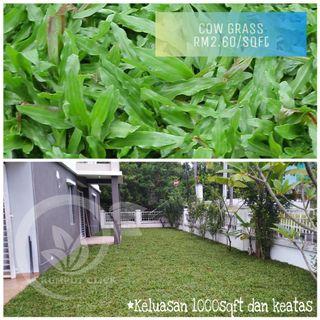 Rumput laman
