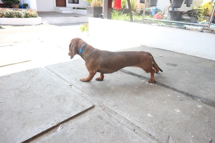 Jual top mini dachshund