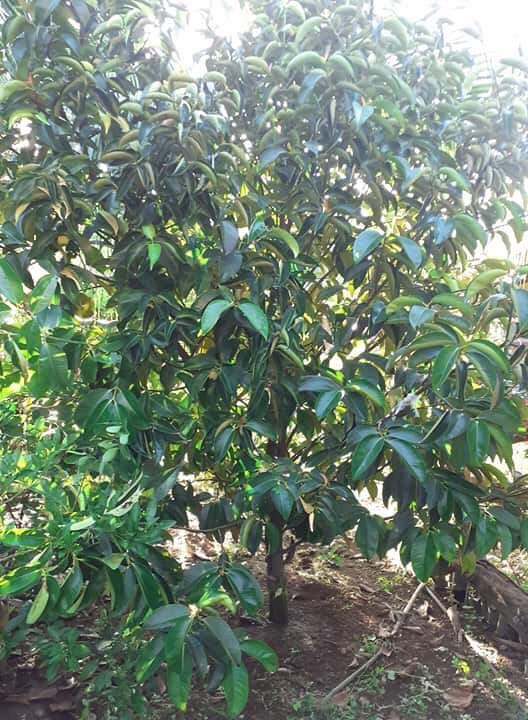 Mangosteen Plant for sale, Furniture & Home Living, Gardening, Plants