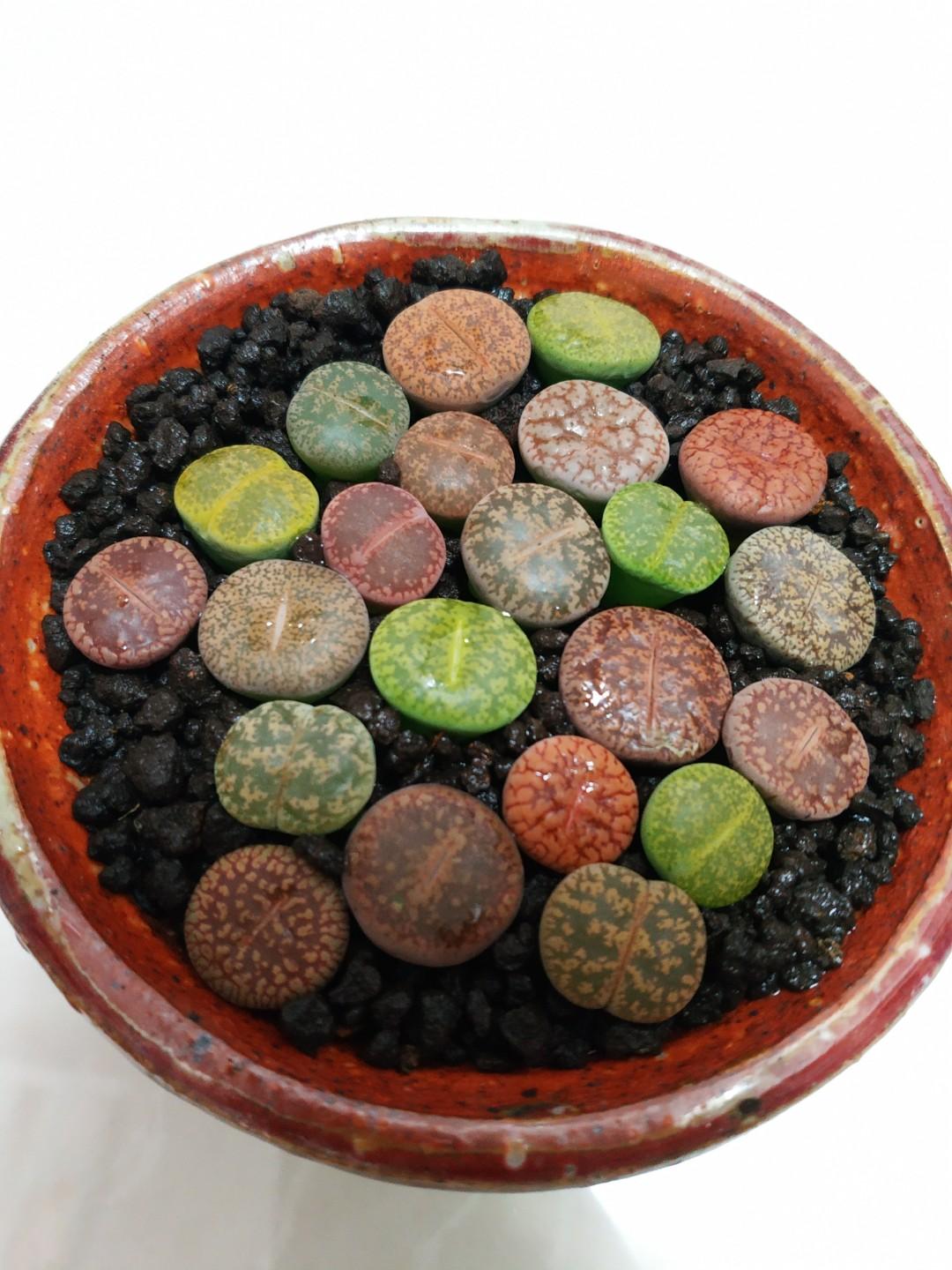 石生花連盆土石頭玉多肉植物生石花 傢俬 家居 園藝 植物及種子 Carousell 石生花連盆土石頭玉多肉植物生石花 傢俬 家居 園藝 植物及種子 Carousell