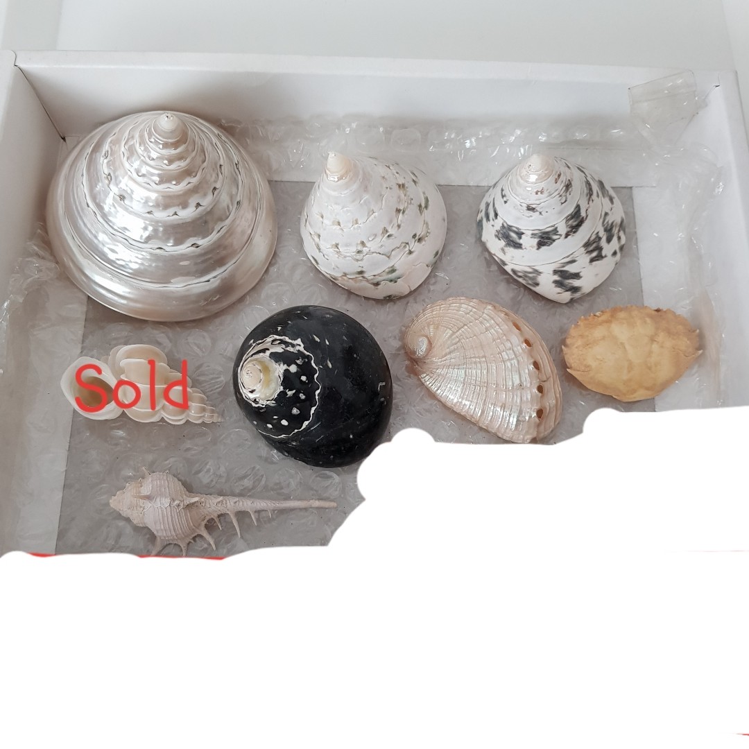 Real Sea Cookie,Sea Biscuit,Sand Dollar Shells 1/" Craft Seashells 10//20 Pcs.