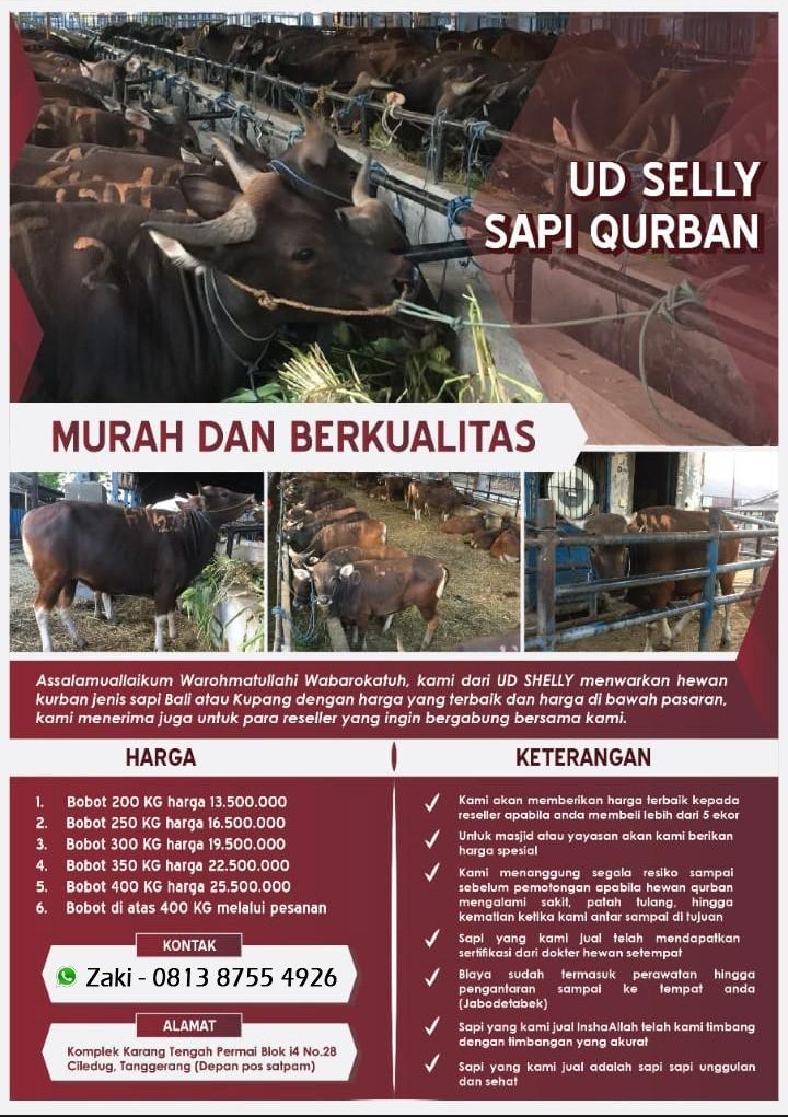 Hewan Kurban Qurban Sapi Bali Atau Kupang Dengan Harga Yang