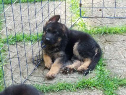 champagne german shepherd puppies for sale