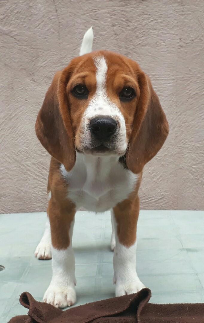 Beagle stud service (Summit), Lifestyle Services, Pet Care Services on