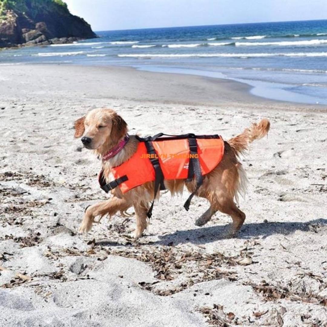 Dog Vest Cat vest life vest Flotation Device, Pet Supplies, Health