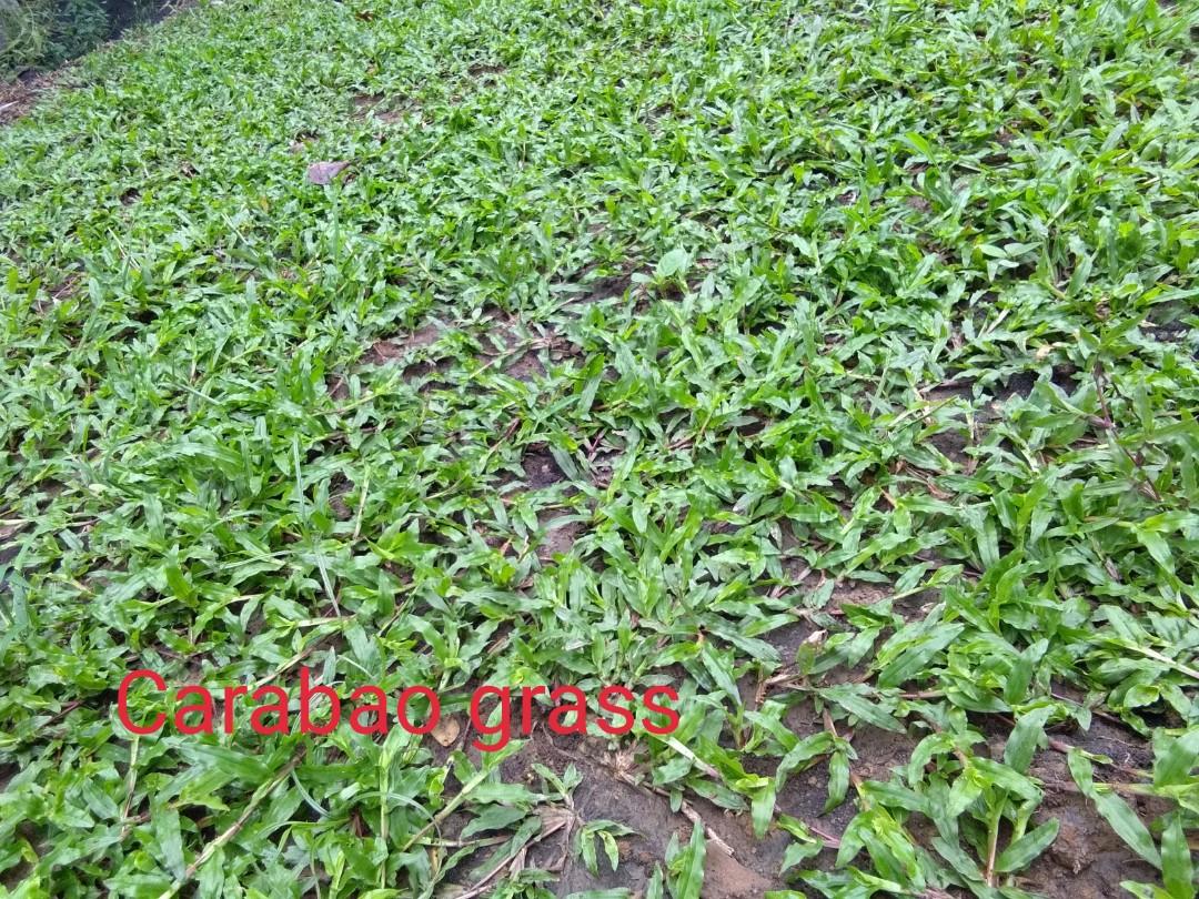 Korean Grass Carabao Frograss Gardening Garden Tools Supplies On Carousell