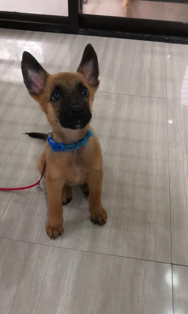 Pure belgian shop malinois puppies