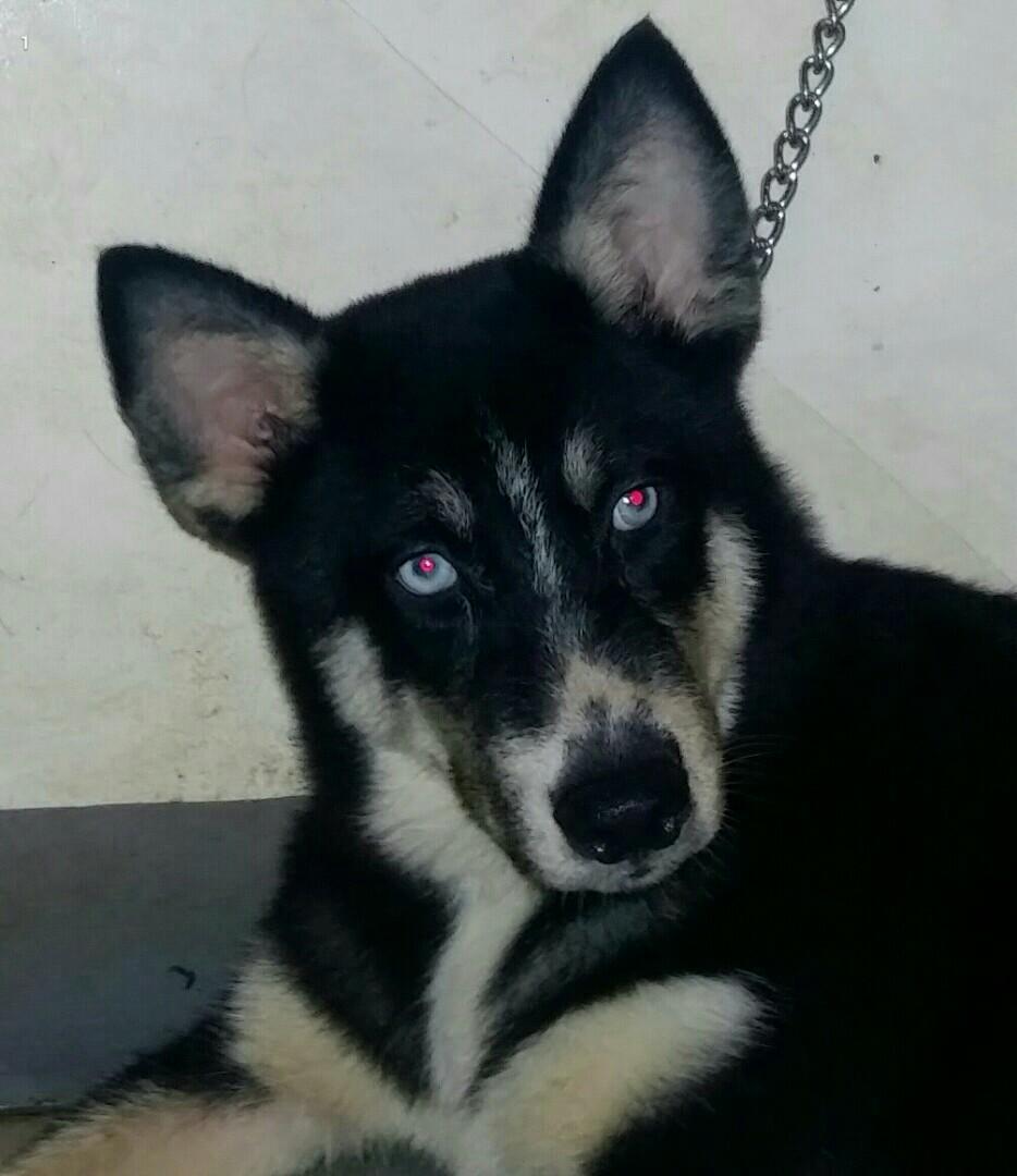 Siberian Husky Female Pet Supplies Health Grooming On Carousell Looking for a good deal on husky face? siberian husky female pet supplies