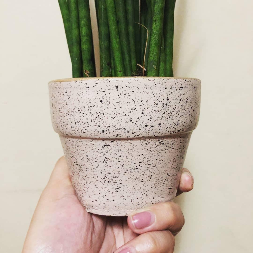 Bacularis (Category: Plants & Seeds) located in Quezon City. Submitted by everythingelseby (Listing ID 240536488, Image 3). Description: Painted ceramic pot Perfect table centerpiece Natural air purifier Low maintenance Water once a week Minimal sunlight SF not yet included Shipping is via Lalamove IG: @theartandsoil.