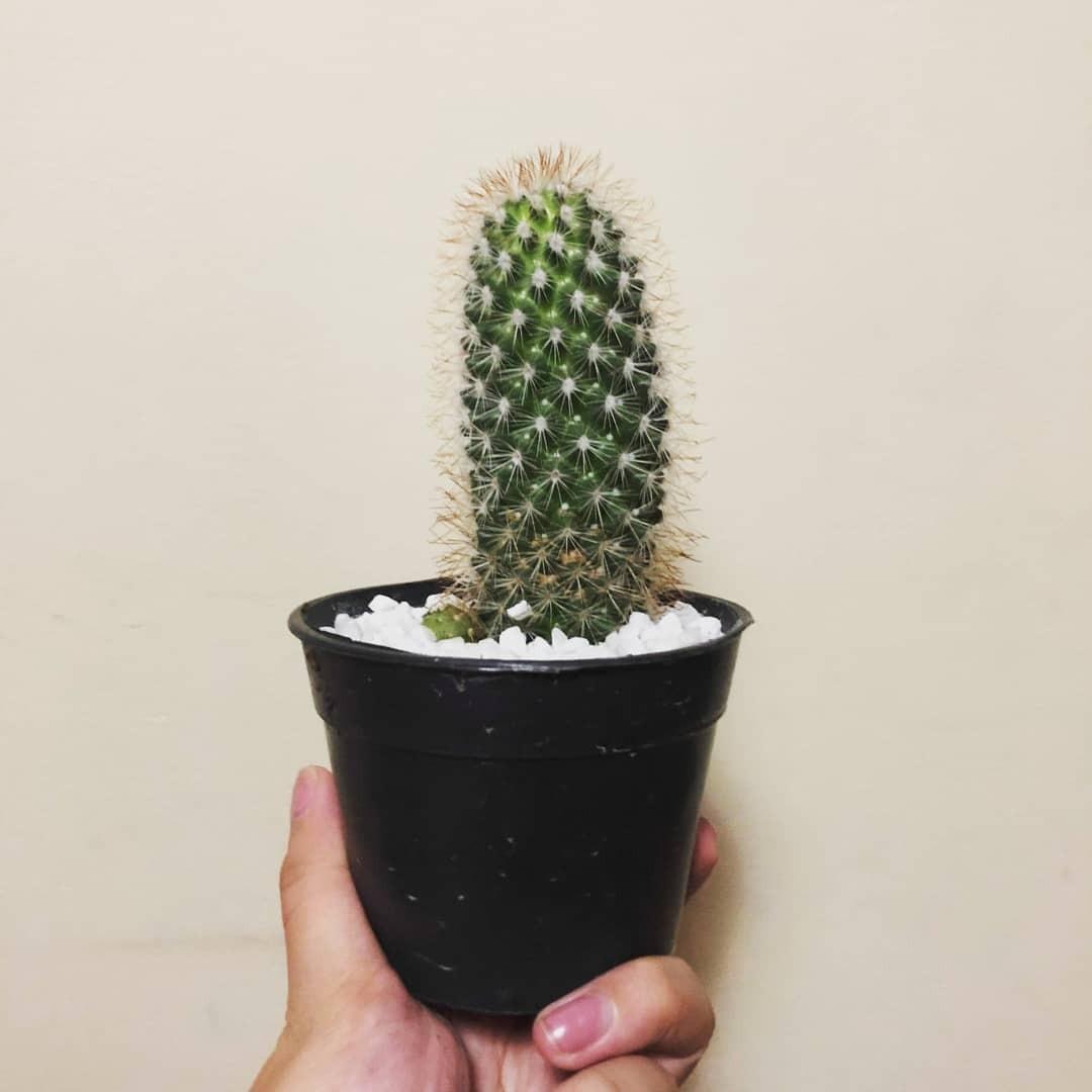 Cactus (red tips) (Category: Plants & Seeds) located in Quezon City. Submitted by everythingelseby (Listing ID 240535618, Image 1). Description: Plastic pot Perfect table centerpiece Natural air purifier Low maintenance Water once a week Morning sun SF not yet included Shipping is via Lalamove IG: @theartandsoil.