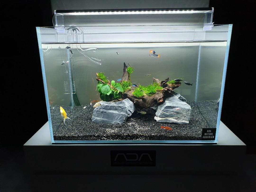 Fish Tank Only Crystal Clear 45x28x30 Cm Tank Pet Supplies For Fish Fish Tanks On Carousell
