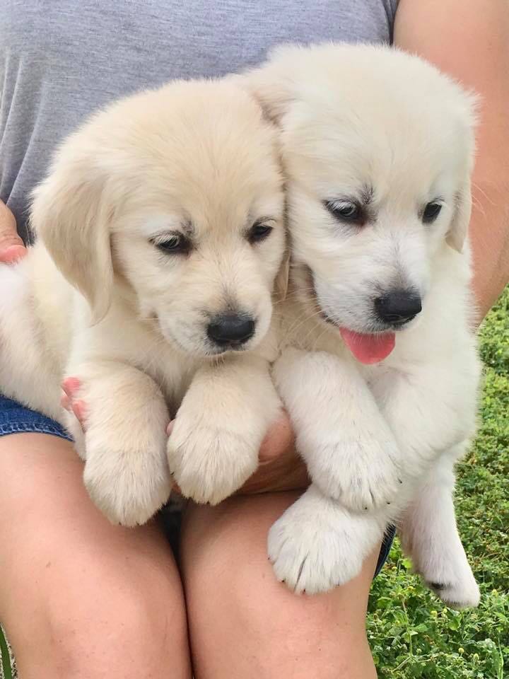 Golden Retriever Puppies For Sale Pets Supplies Pet Accessories On Carousell