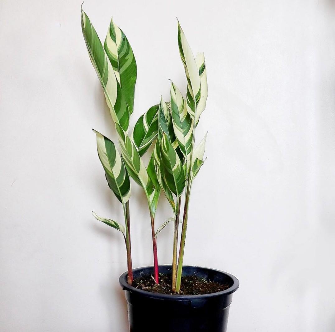 Heliconia Psittacorum Lady Di Variegated Gardening Flowers Plants On Carousell