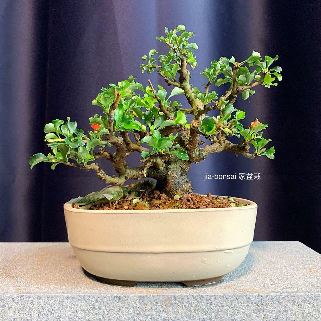 Reserved Japanese Quince Bonsai Gardening Plants On Carousell