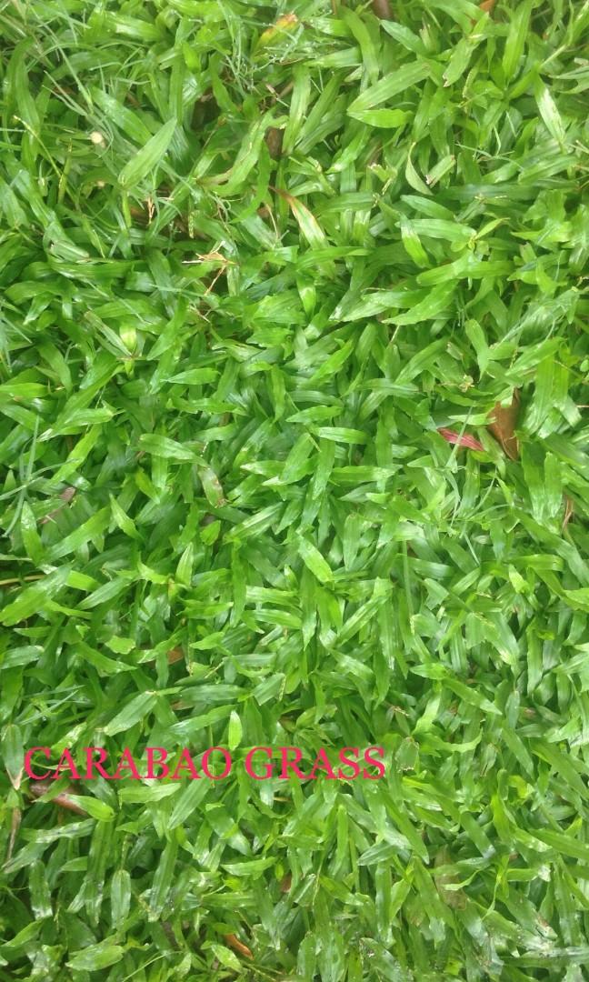 Carabao Grass View All Carabao Grass Ads In Carousell Philippines